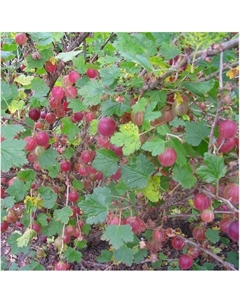 Саженец Крыжовник Краснославянский, C2 горшок, 1 шт. Поиск