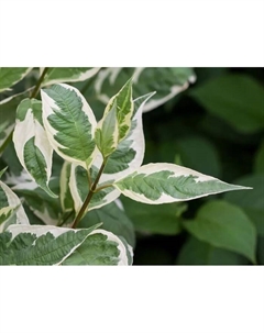 Саженец Дерен белый Айвори Хало, C3 горшок, 1 шт. Поиск