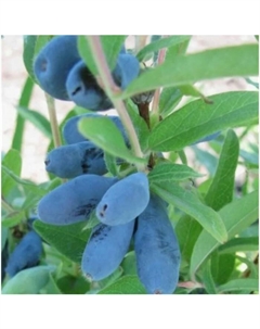 Саженец Жимолость съедобная Антошка, C2 горшок, 1 шт. Поиск