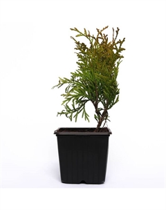 Саженец Туя западная Глобоза, горшок P9,, 1 шт., h=3-20 см Поиск