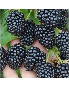 Саженец Ежевика Оушито, C2 горшок, 1 шт. Поиск