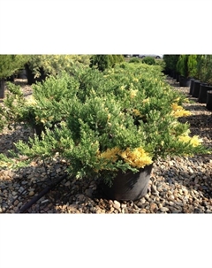 Саженец Можжевельник казацкий «Вариегата», Р9, 1 шт. Поиск