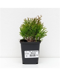 Саженец Туя западная «Мики», Р9, 1 шт., h=3-20 см Поиск