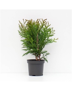 Саженец Туя западная «Литл Гиант», Р9, 1 шт., h=3-20 см Поиск