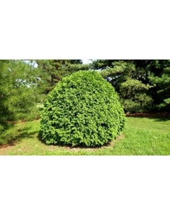 Клубни Туя западная Литл Чемпион (Р9), 1 шт., h=3-20 см Поиск