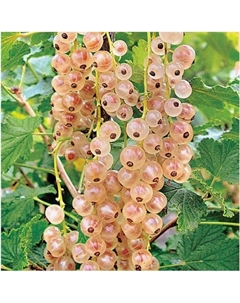 Саженец Смородина белая «Кремовая», горшок С2, 1 шт., Лето 2025 Поиск