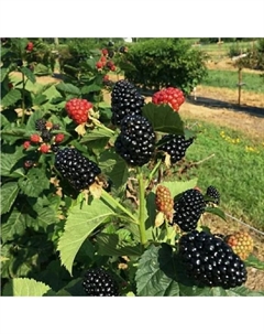 Саженец Ежевика «Блэк Джем», горшок С2, 1 шт., Лето 2025 Поиск