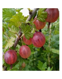 Саженец Крыжовник Садко, горшок С2, 1 шт. Поиск