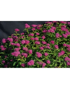 Саженец Спирея японская Суперстар, горшок С2, 1 шт. Поиск