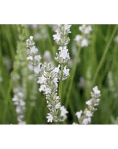 Саженец Лаванда узколистная «Эдельвейс», горшок С2, 1 шт., Лето 2025 Поиск