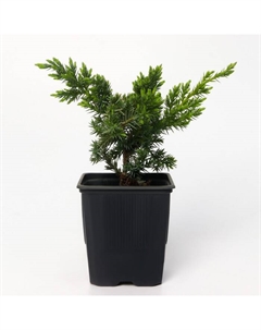 Можжевельник чешуйчатый Ханнетоп (Р9), 1шт, h 3-20 см Поиск