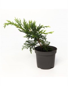 Саженец Можжевельник средний Пфитцериана Ауреа (Р9), 1 шт., h=3-20 см Поиск