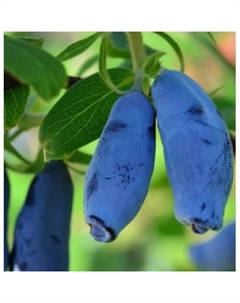 Саженец Жимолость съедобная Длинноплодная, горшок С2, 1 шт. Поиск