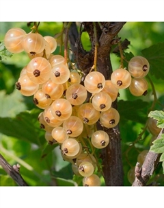 Саженец Смородина белая «Уральская белая», горшок С2, 1 шт., Лето 2025 Поиск