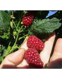 Саженец Ежемалина (малина × ежевика) «Бакингем Тейберри», горшок С2, 1 шт., Лето 2025 Поиск