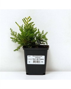Саженец Можжевельник средний «Кинг оф Спринг», Р9, 1 шт., h=3-20 см Поиск