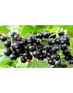 Саженец Смородина чёрная «Орловский вальс», горшок С2, 1 шт., Лето 2025 Поиск