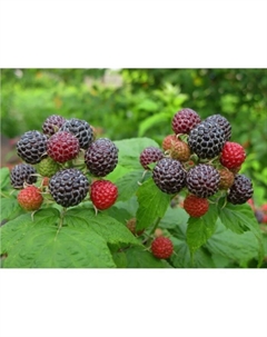 Саженец Малина черноплодные сорта Кумберленд, горшок С2, 1 шт. Поиск