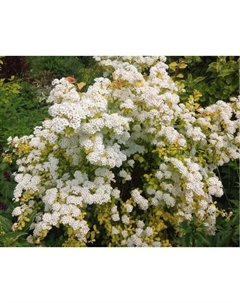 Саженец Спирея Ван-гутта Голд Фонтэйн, горшок С2, 1 шт. Поиск