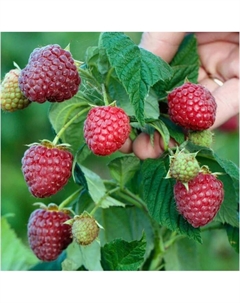 Саженец Малина Вольница, горшок С2, 1 шт. Поиск