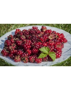 Саженец Княженика (Арктическая малина) «Меспи», горшок Р9, 1 шт., Лето 2025 Поиск