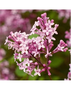 Саженец Сирень Мейера Флауэрфест Пинк, горшок С2, 1 шт. Поиск