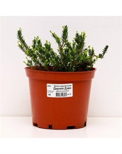 Саженец Эрика дарленская Дарлей Дэйл, С1.5 горшок, Н10-50 высота, 1 шт., Лето 2025 Поиск