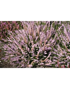 Саженец Вереск обыкновенный Спринг Точ, С1.5 горшок, Н10-50 высота, 1 шт. Поиск