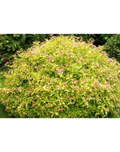 Саженец Спирея японская Голден Принцесс, С2 горшок, Н10-50 высота, 1 шт. Поиск