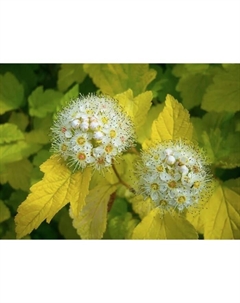 Саженец Пузыреплодник калинолистный «Лютеус», С3 горшок, Н10-50 высота, 1 шт., Лето 2025 Поиск