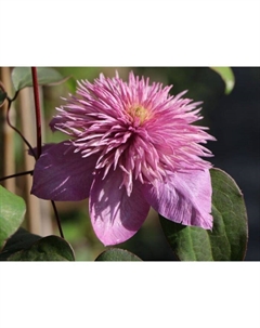 Саженец Клематис крупноцветковый «Кайзер», С2 горшок, Н20-40 высота, 1 шт., Лето 2025 Поиск