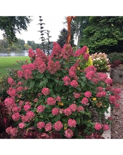 Саженец Гортензия метельчатая Вимс Ред, С3 горшок, Н10-50 высота, 1 шт. Поиск