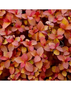 Саженец Спирея японская Зен Спирит Карамель, С2 горшок, Н10-50 высота, 1 шт. Поиск