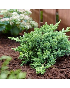 Саженец Можжевельник лежачий «Нана», Р9, 1 шт. Поиск