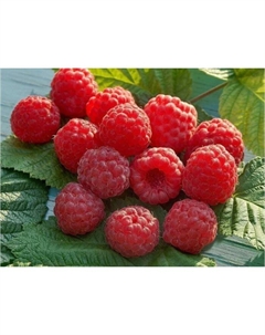 Саженец Малина Солнышко, горшок С2, 1 шт. Поиск