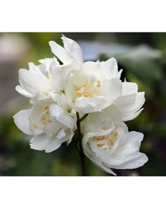 Саженец Жасмин садовый (Чубушник) Дам Бланш, C2 горшок, 1 шт. Поиск