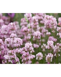 Саженец Лаванда узколистная Розеа, горшок С2, 1 шт. Поиск