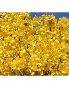 Саженец Форзиция промежуточная Голдзаубер, C2 горшок, 1 шт. Поиск