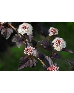 Саженец Пузыреплодник калинолистный, C3 горшок, 1 шт., Лето 2025 Поиск