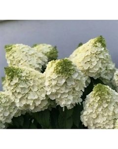 Саженец Гортензия метельчатая «Мэджикал Монблан», C3 горшок, 1 шт., Лето 2025 Поиск