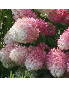 Саженец Гортензия метельчатая Долли, C3 горшок, 1 шт. Поиск