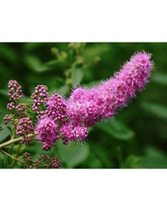 Саженец Спирея иволистная, C2 горшок, 1 шт. Поиск