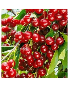 Саженец Вишня степная Щедрая, горшок С3, 1 шт. Поиск