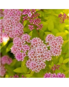 Саженец Спирея японская «Сандроп», горшок С2, 1 шт., Лето 2025 Поиск