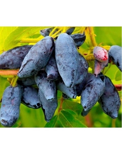 Саженец Жимолость съедобная Сластёна, горшок С2, 1 шт. Поиск