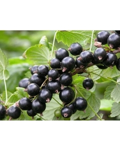 Саженец Смородина чёрная «Санюта», горшок С2, 1 шт., Лето 2025 Поиск