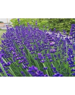 Саженец Лаванда узколистная Хидкот, горшок С2, 1 шт. Поиск