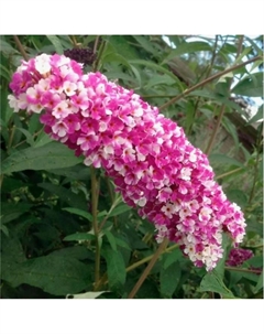 Саженец Буддлея Давида Беррис энд Крим, C3 горшок, 1 шт. Поиск