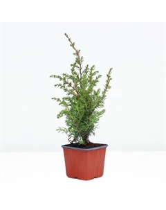 Саженец Можжевельник обыкновенный «Хиберника», Р9, 1 шт., h=3-20 см, Лето 2025 Поиск