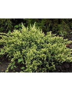 Саженец Можжевельник чешуйчатый «Холгер», Р9, 1 шт., h=3-20 см Поиск